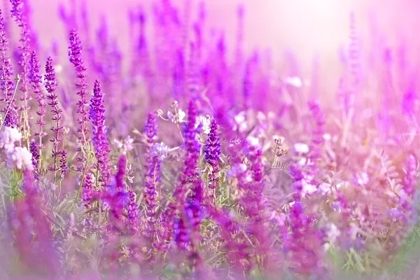 Dzikie łąki fioletowy kwiat — Zdjęcie stockowe