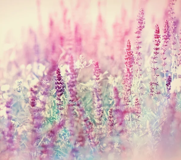 紫色的草地上的野花 — 图库照片