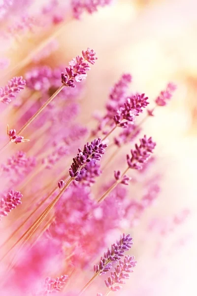 Hermosa lavanda en jardín de flores — Foto de Stock