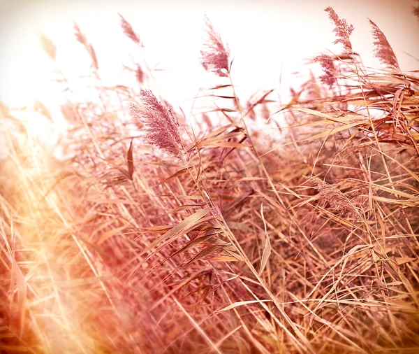 Dry reed (sockerrör) — Stockfoto