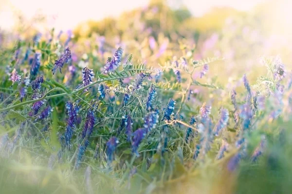 Blauwe bloemen in het wild (in weide) — Stockfoto