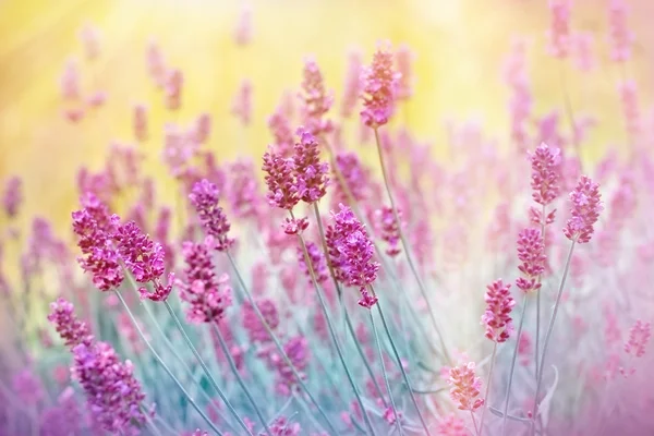 Belle lavande dans le jardin de fleurs — Photo