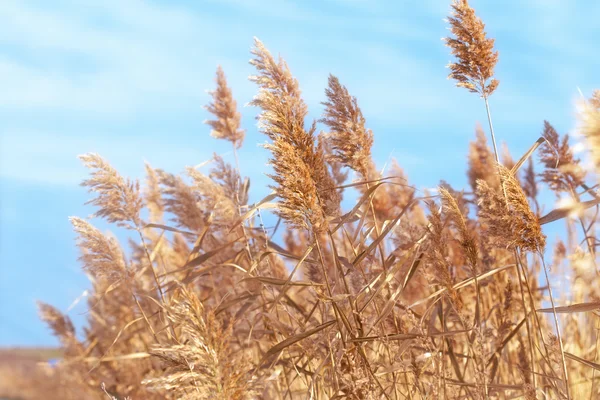Beautiful dry reed (cane) and blue sky — Stock Photo, Image