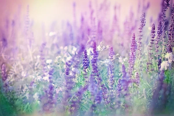 Purple flowers in meadow — Stock Photo, Image