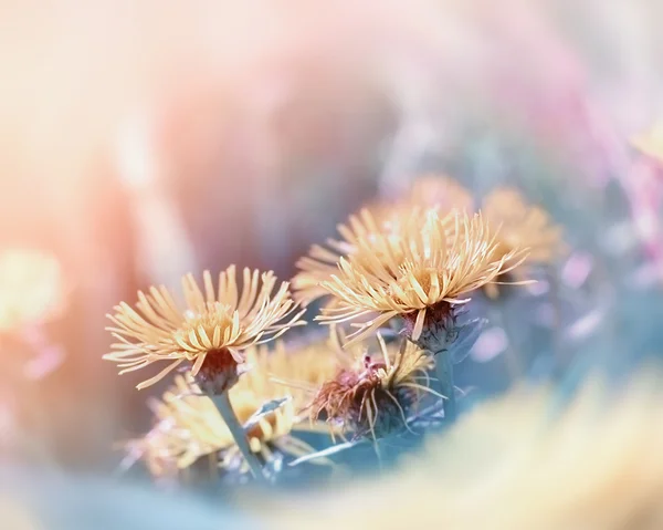 Gelbe Blumen auf der Wiese - Nahaufnahme — Stockfoto