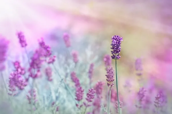 Lavendel verlicht door zonlicht — Stockfoto