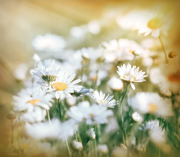 Blumen vom Sonnenlicht erleuchtet — Stockfoto