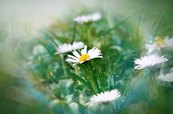 Little daisy in grass — Stock Photo, Image