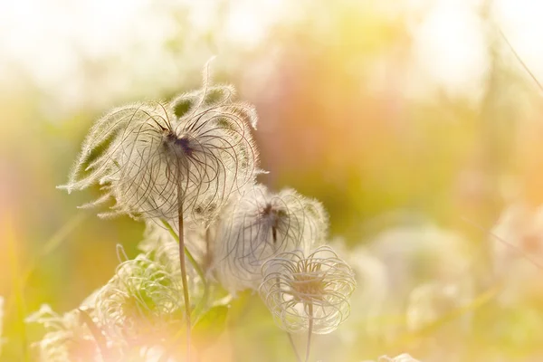 Flauschige Blüten - Samen — Stockfoto