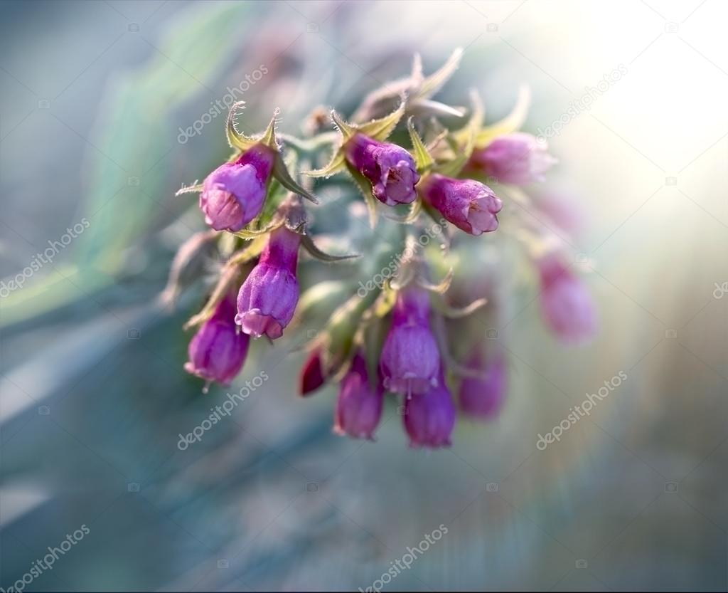 Purple flowers - bluebells