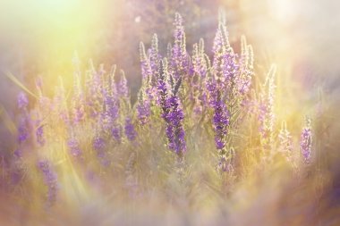 Çayır sabahın erken saatlerinde