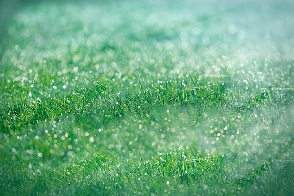 Rosée du matin sur l'herbe — Photo