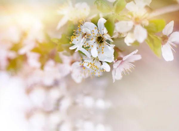 Fioritura di ciliegio — Foto Stock