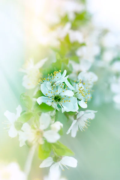 Florecimiento de cerezos —  Fotos de Stock