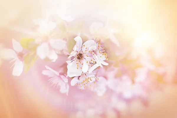 Florecimiento de cerezos —  Fotos de Stock