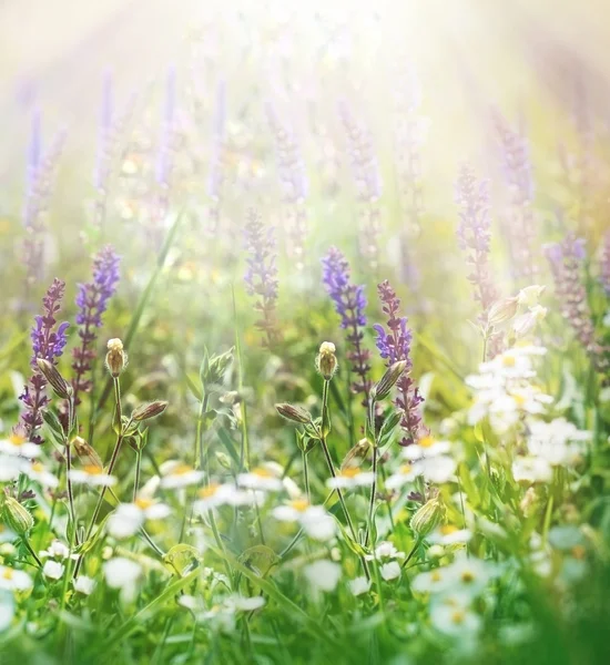 Vårblommor i äng — Stockfoto