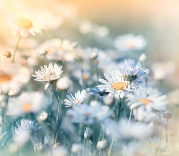 Wiesenblumen - Gänseblümchen — Stockfoto