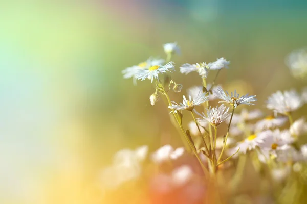 Hermosa flor de margarita (margarita de primavera ) — Foto de Stock