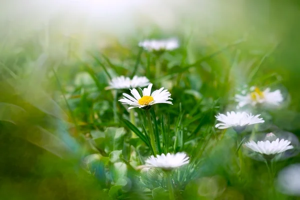 Daisy flowers in grass lit by sunlight — Stock Photo, Image