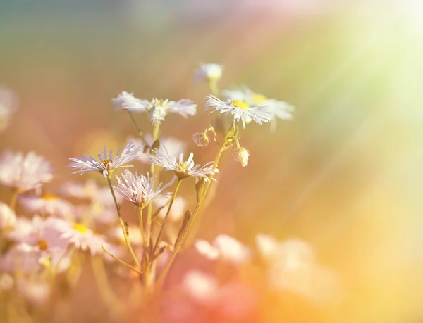 Gänseblümchenblümchen im vom Sonnenlicht erhellten Gras - Sonnenstrahlen — Stockfoto