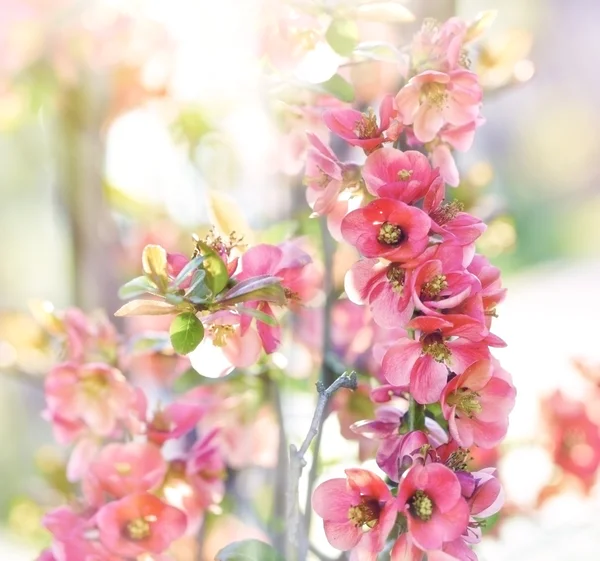 Soft focus on blooming - flowering branches — Stock Photo, Image