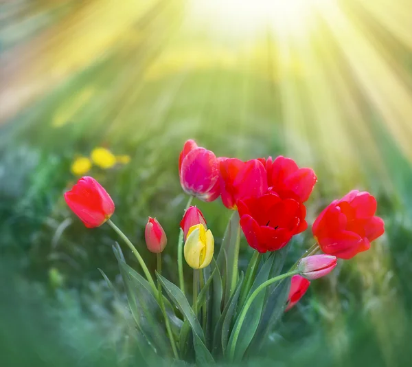 Tulipány v květinové zahradě osvětlena sluneční paprsky — Stock fotografie
