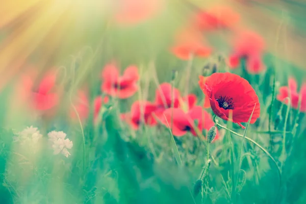Red poppy flowers in meadow lit by sun rays — Stock Photo, Image