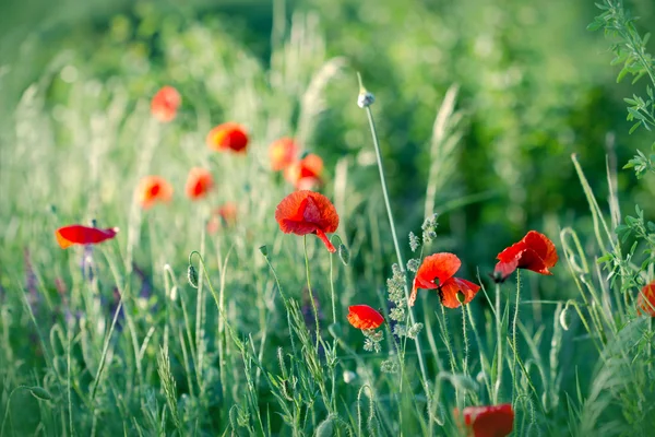 Flores de amapola roja en hierba verde (en el prado ) — Foto de Stock