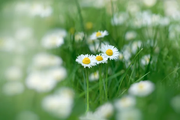 Daisy flowers in grass — Stock Photo, Image