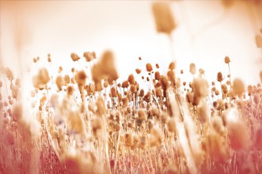 Kuru thistle (dulavratotu alan)