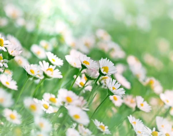 Daisy blommor i grönt gräs — Stockfoto