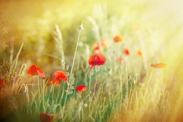 Meadow flowers - red poppy flowers — Stock Photo, Image