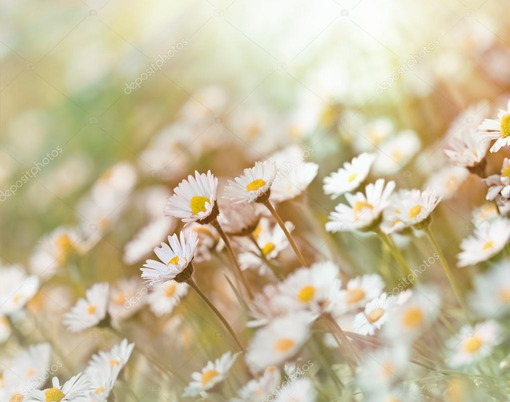 Daisy flowers in meadow (in spring) close up