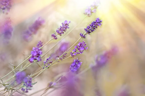 Linda lavanda iluminada por raios de sol (raios de sol ) — Fotografia de Stock