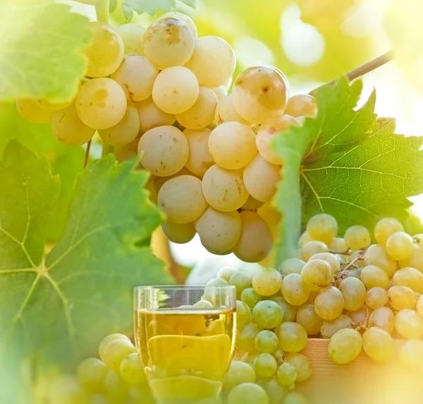 Riesling - green, white grape and wine — Stock Photo, Image