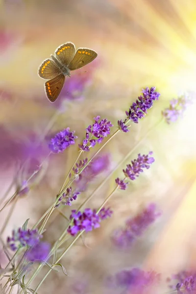 蝴蝶和薰衣草由阳光 (阳光点燃) — 图库照片