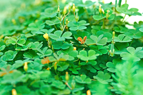 Green clover and little yellow flowers