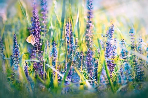 Vlinder aan weide, paarse bloemen — Stockfoto