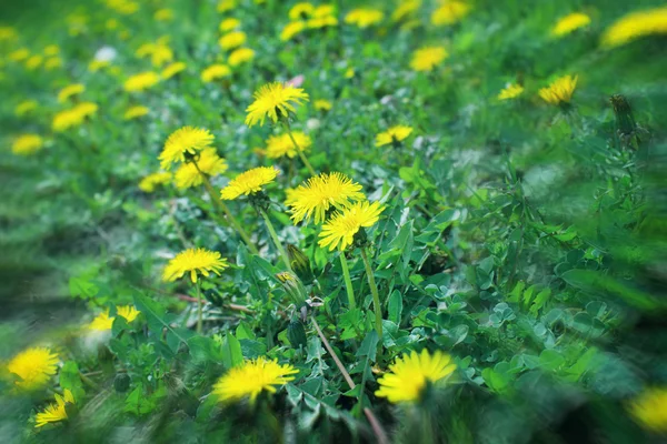 Karahindiba çiçekler — Stok fotoğraf