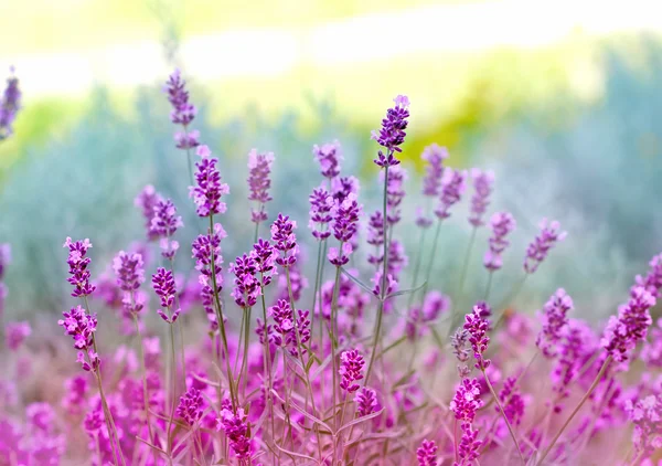 Enfoque suave en hermosas flores de lavanda — Foto de Stock