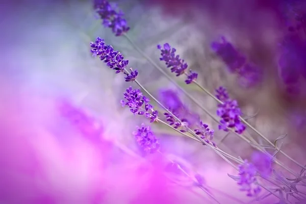 Lavender in shade, made with purple color filter — Stock Photo, Image