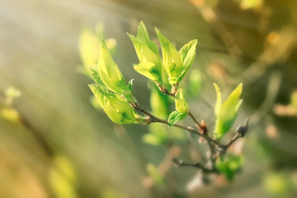 Folhas frescas de primavera iluminadas com raios solares — Fotografia de Stock