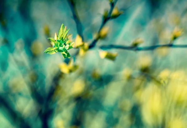 La vida comienza, la vida despierta - hojas de primavera — Foto de Stock