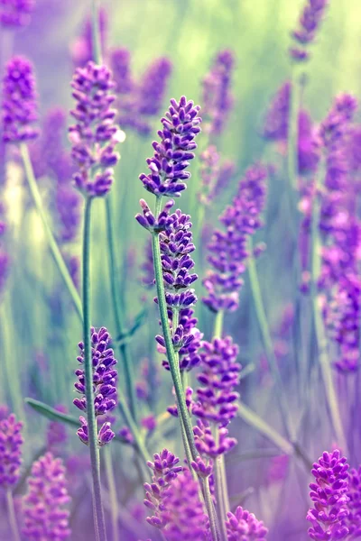 Blomma lavendel — Stockfoto