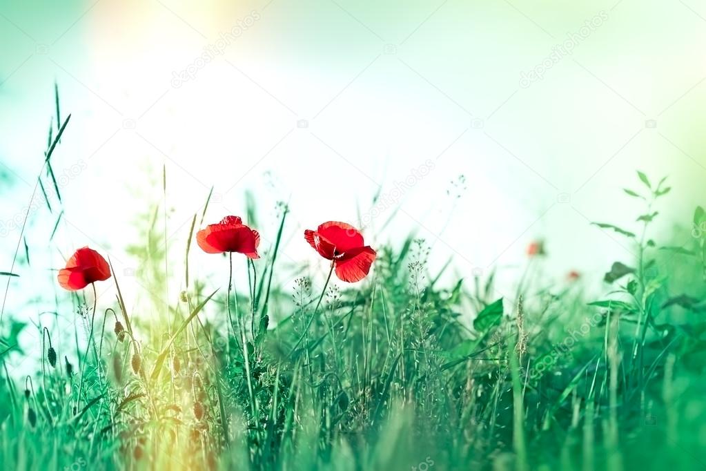 Red poppy flowers in grass