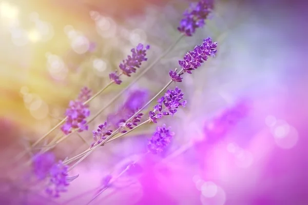 Beautiful lavender flowers in my flower garden — Stock Photo, Image
