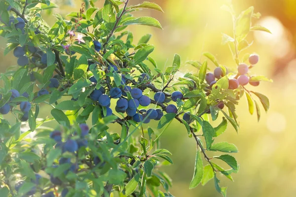 Bobulové ovoce - lesní ovoce (prunus spinosa) — Stock fotografie