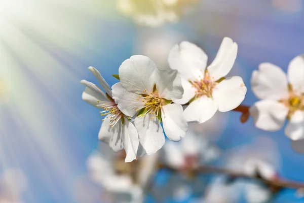 Bella fioritura illuminata dai raggi del sole - raggi di sole — Foto Stock