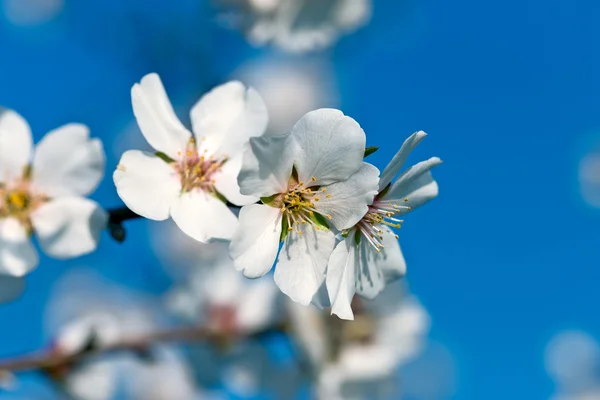 Cherry bloei - bloeien — Stockfoto