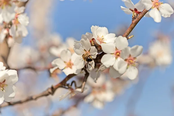 Bee on flower of fruit tree — Stock Photo, Image